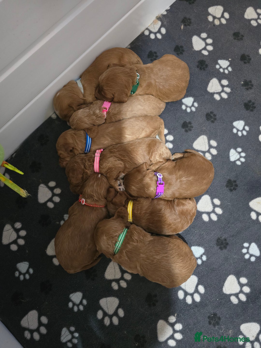 Cockapoo dogs for sale: Health tested cockerpoo F1 pups licensed Breeder  - Advert 29
