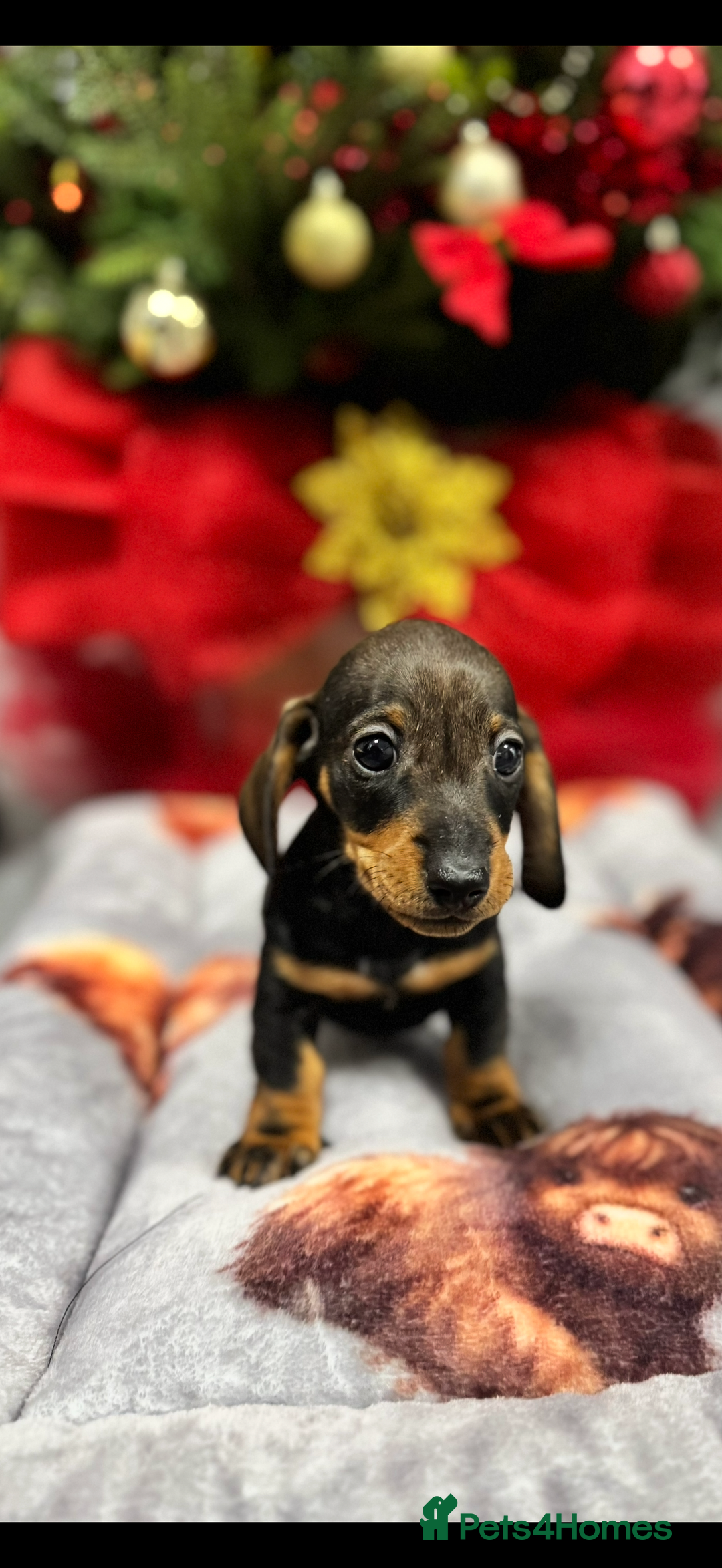 Miniature Dachshund dogs for sale: Miniature Dachshunds Puppies - Advert 7