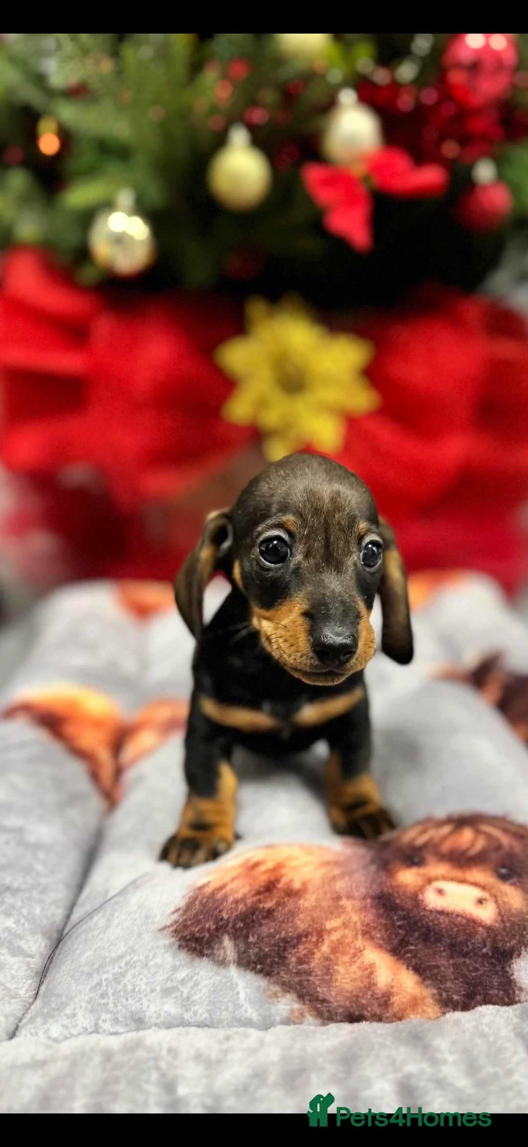 Miniature Dachshund dogs for sale: Miniature Dachshunds Puppies - Advert 7