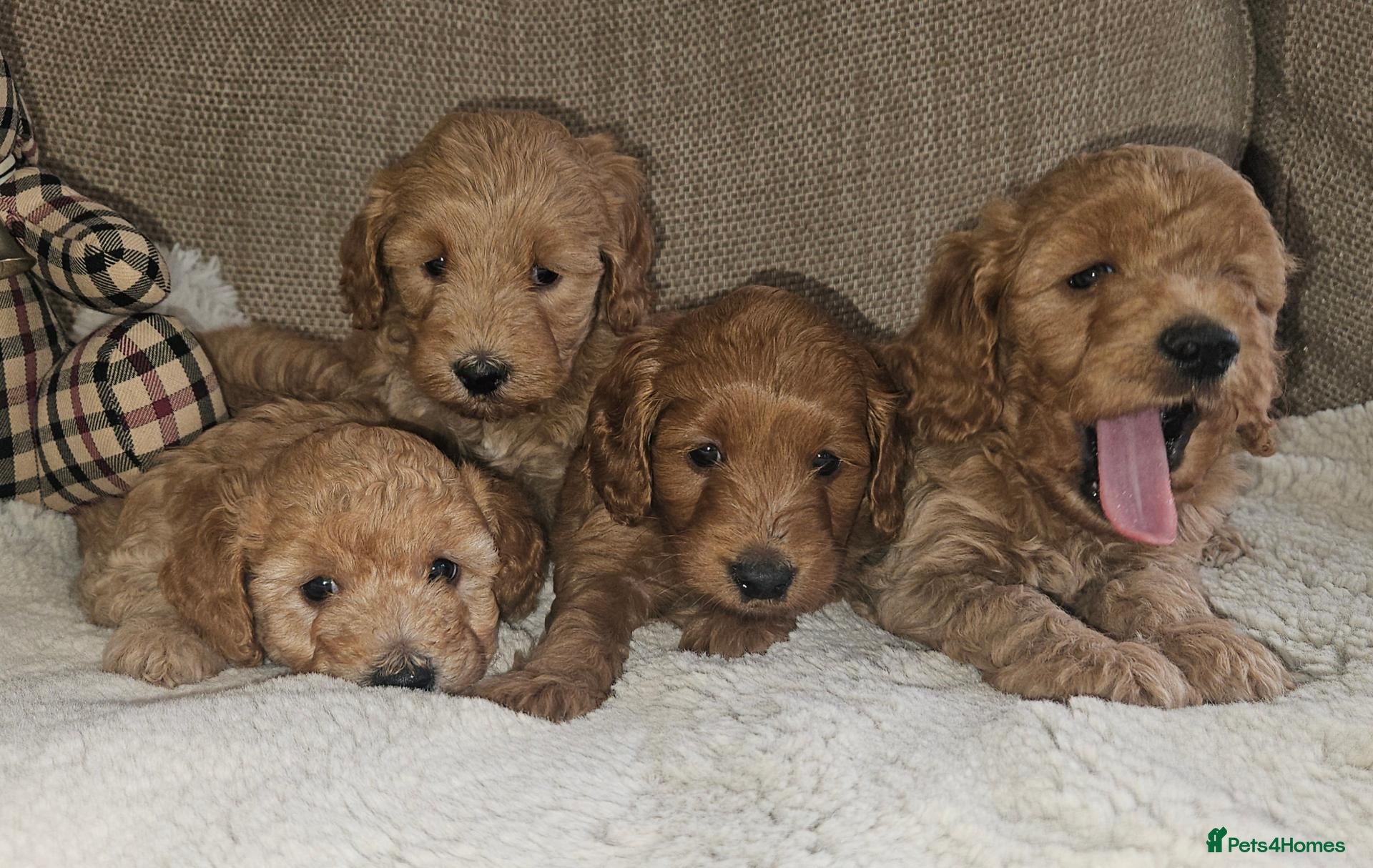 Cockapoo dogs Licenced breeder, red f1b cockapoo litter - Advert 1