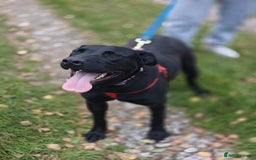 Mixed Breed dogs for adoption: 💖🐶 NICOL 🐶💖 - Image 22