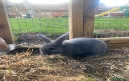 English Spot rabbits for sale: 🐰LAST BOY🐰gorgeous lop x English spot - Image 2