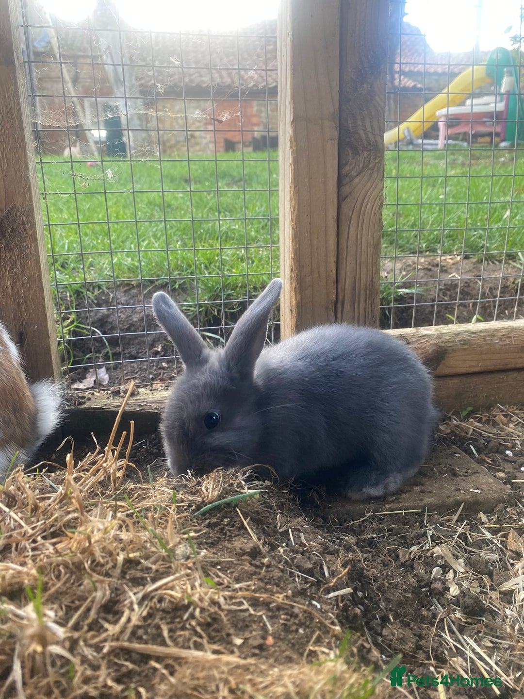 English Spot rabbits for sale: 🐰LAST BOY🐰gorgeous lop x English spot - Image 2