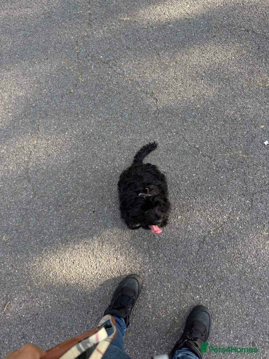 Yorkiepoo dogs for sale: Yorkiepoo Puppy Looking for His Forever Home 🐶❤️ in London - Advert 2