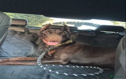 Dobermann dogs for sale: Beloved doberman 13m old puppy for sale in London - Image 2