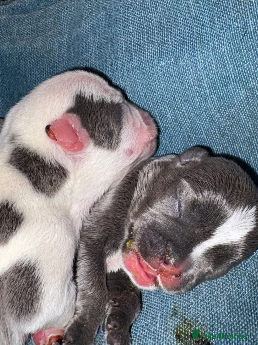Mixed Breed dogs for sale: English x french bulldogs in Tamworth - Advert 6