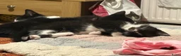 Mixed Breed cats for sale: Adorable kittens  - Advert 6