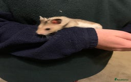 Hamster rodents for sale: Lovely Syrian Hamster  - Image 6
