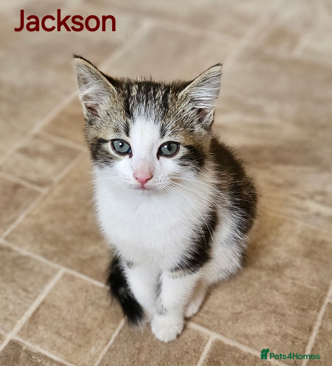 Mixed Breed cats for sale: Three kittens ready today!  - Image 3