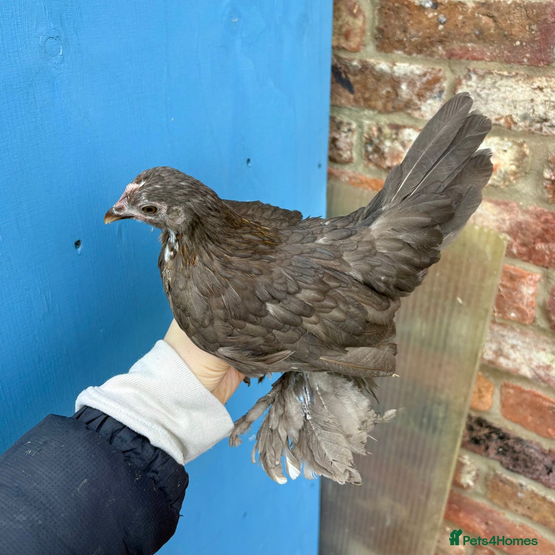 Chickens poultry for sale: Sablepoot Booted Bantam Pullets & Cockerels - Advert 12