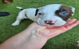 American Bulldog dogs for sale: American Bulldog Puppies  - Image 12