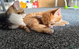 Domestic Shorthair cats for sale: BEAUTIFUL, FRIENDLY KITTENS FOR SALE!!🐈❤️ - Image 6