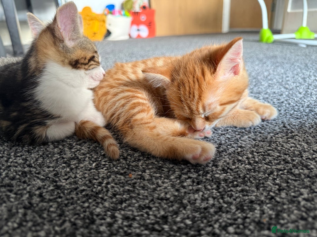 Domestic Shorthair cats for sale: BEAUTIFUL, FRIENDLY KITTENS FOR SALE!!🐈❤️ - Image 6