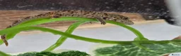 Gecko reptiles for sale: Chameleon Gecko babies  - Advert 8