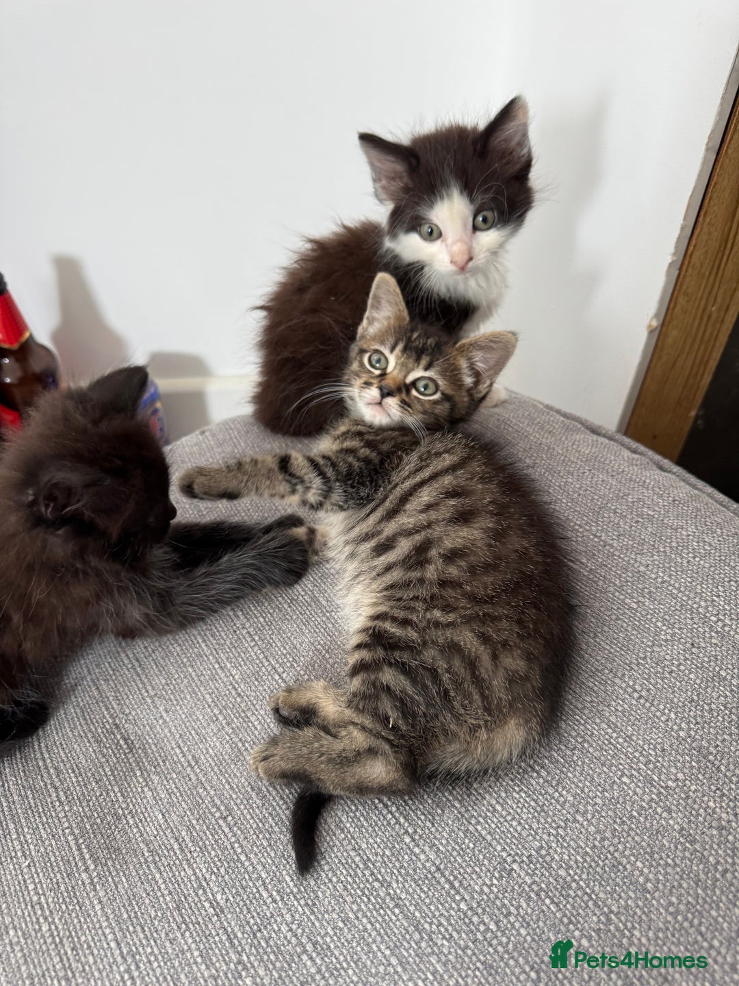 Domestic Shorthair cats for sale: Fluffy kitties looking for loving homes - Image 2