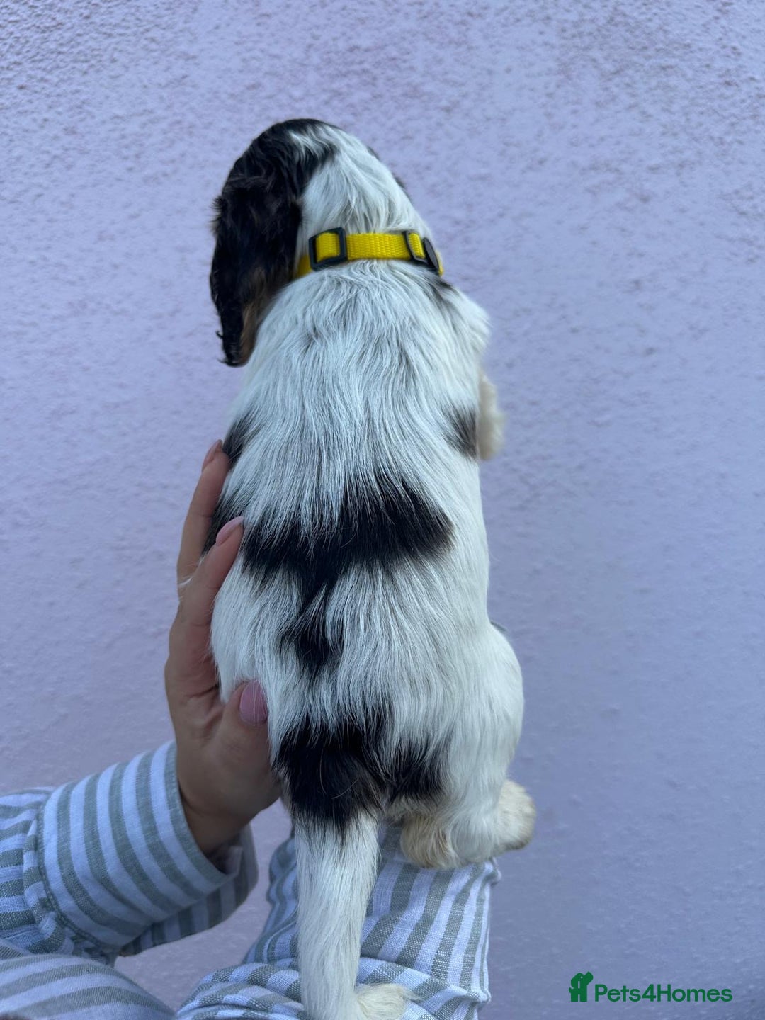 Cocker Spaniel dogs for sale: 4 Beautiful Puppies. KC Sable Show Cocker Puppies  - Image 14