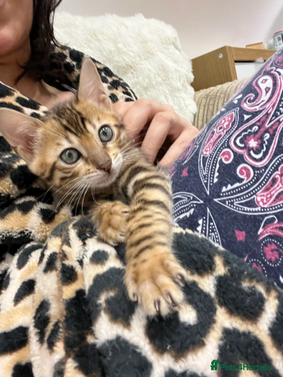 Bengal cats for sale: Female - Advert 8