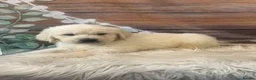 Golden Retriever dogs for sale: KC Reg Golden Retriever  - Advert 15