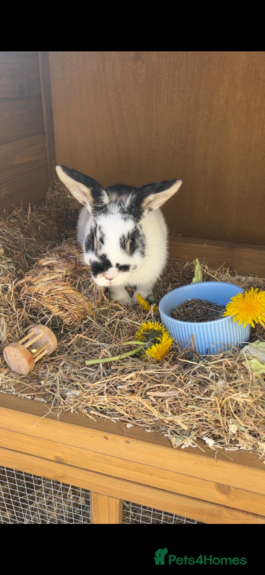 Dwarf Lop rabbits for sale: Dwarf female lop in Chesterfield - Advert 1