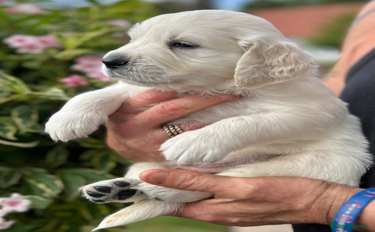 Golden Retriever dogs - Advert 2