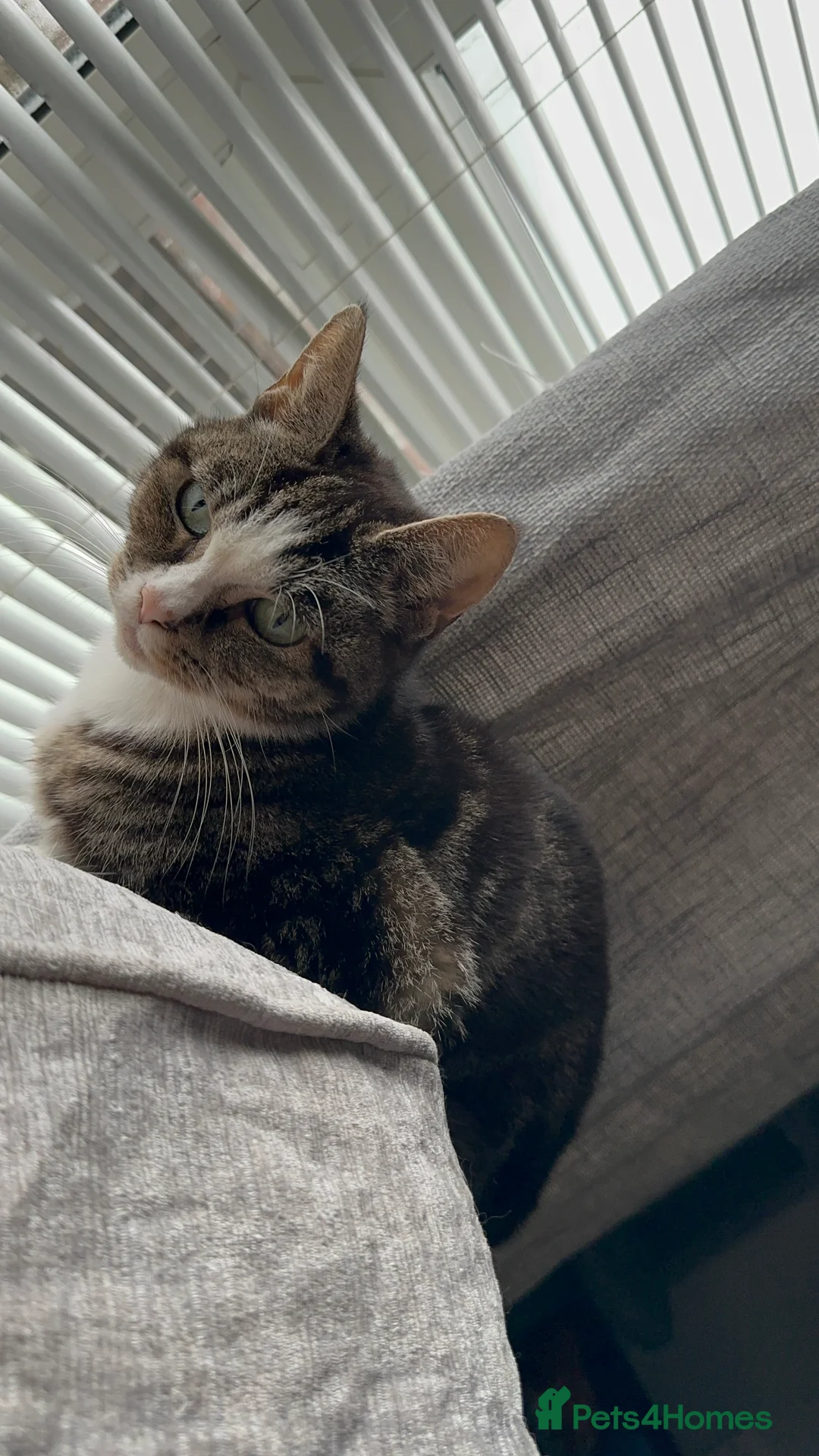 Mixed Breed cats for sale: Beautiful Male Sphynx X Tabby Mackrell Kittens  - Advert 8