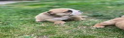 English Bulldog dogs for sale: Beautiful English Bulldog Puppies  in Swindon - Advert 13