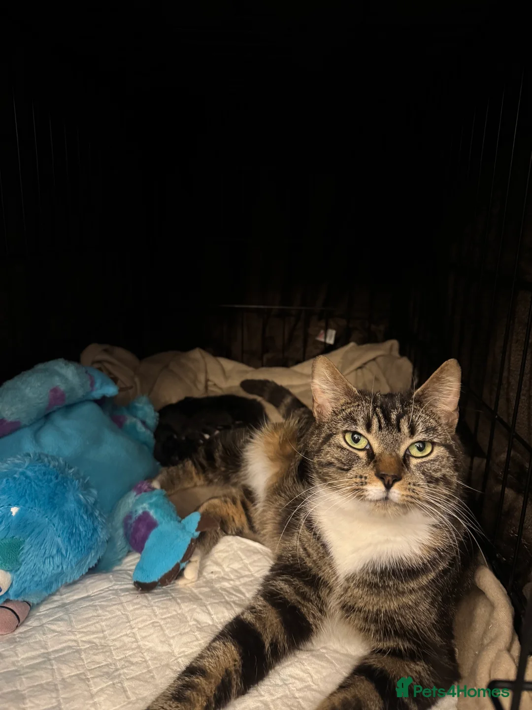 Domestic Shorthair cats for sale: 2 black & white males and 1 tabby female  in Rotherham - Advert 2