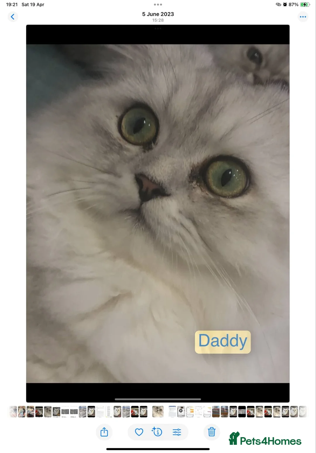 Persian cats for sale: Chinchilla persian - Advert 8