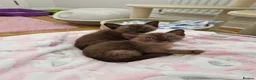 Burmese cats for sale: Beautiful Burmese Litter - Advert 5