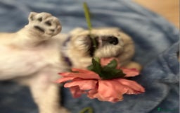 Cockapoo dogs for sale: Beautiful litter of cockapoos - Image 13