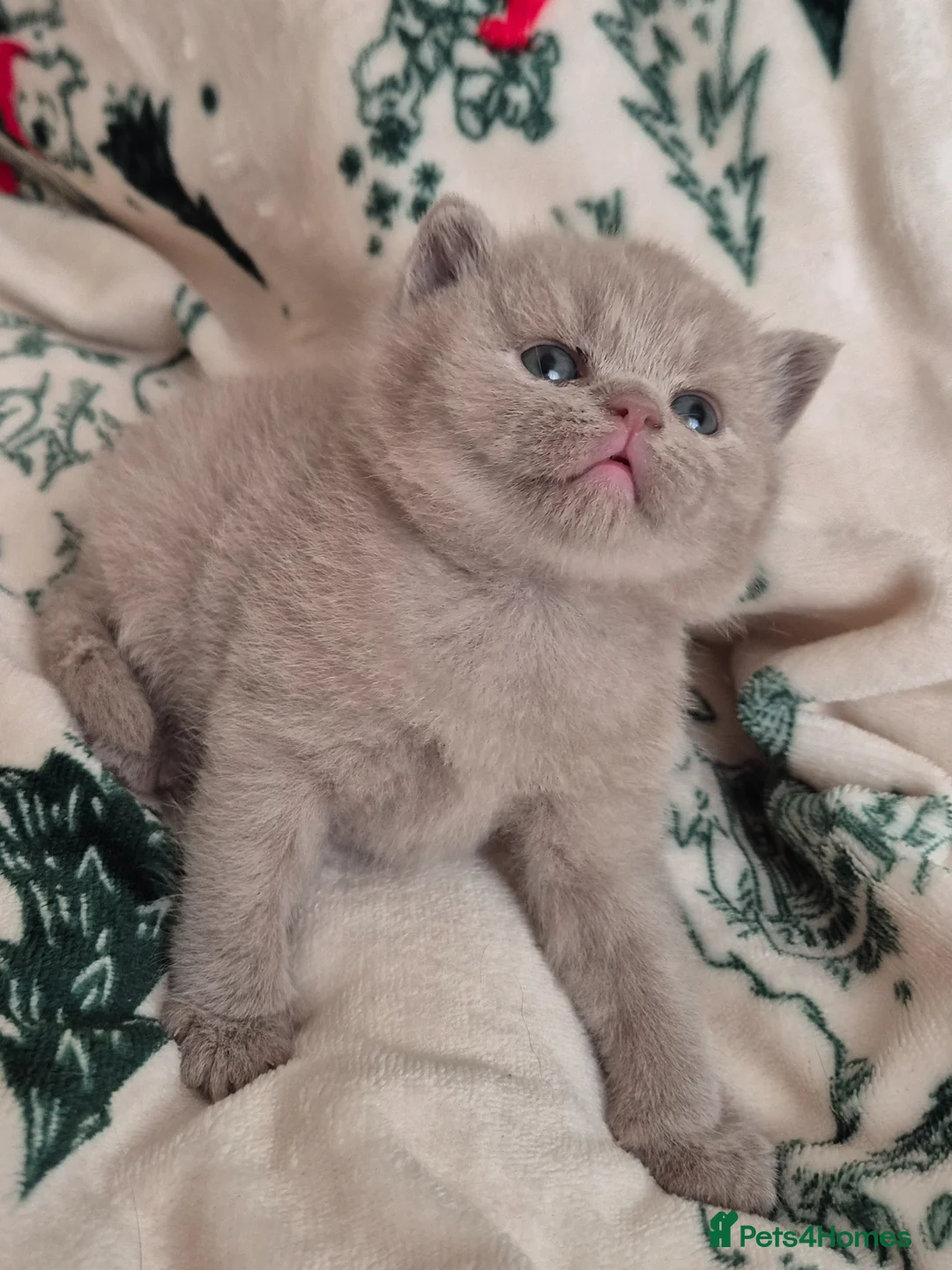 British Shorthair cats for sale: Cute, Lilac BSH boy for new home  - Advert 12