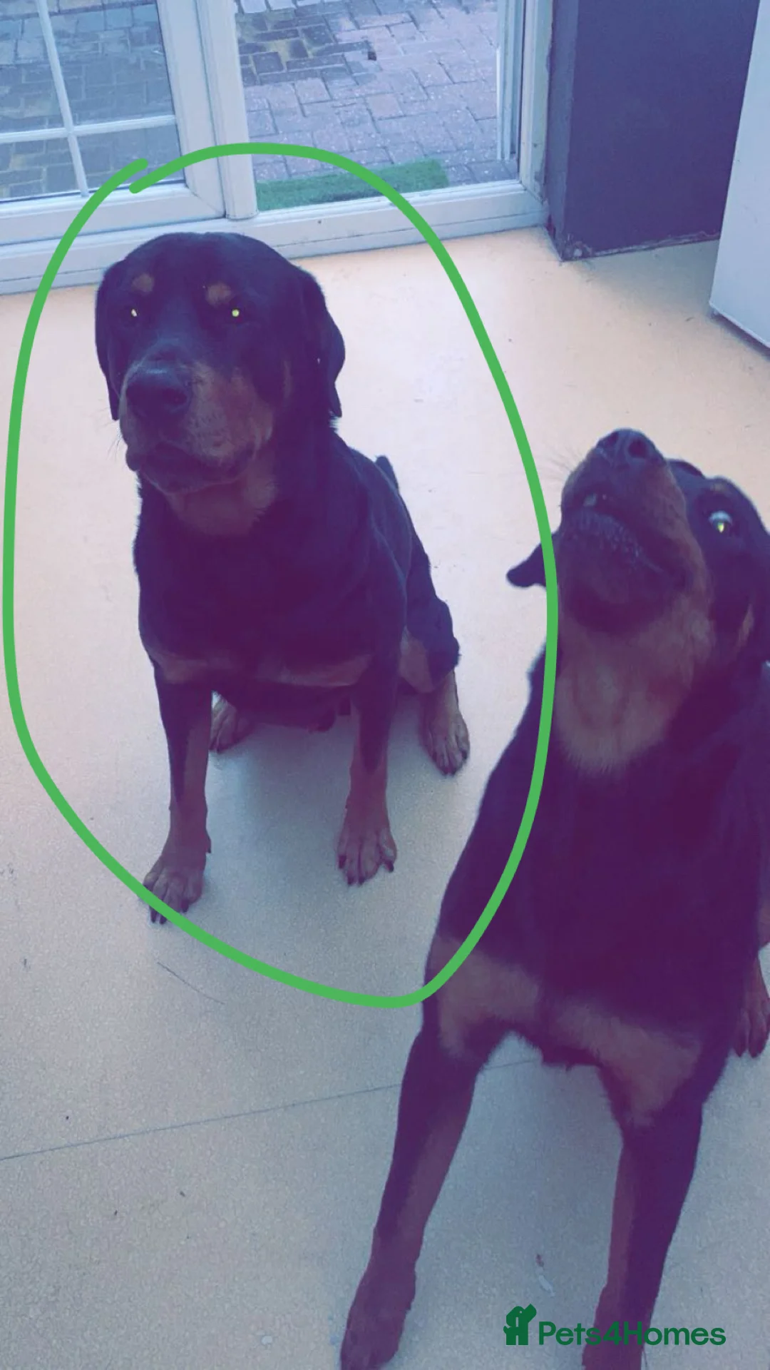 Rottweiler dogs for stud: Rottweiler for stud  in Mansfield - Advert 1