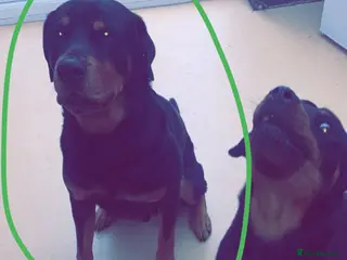 Rottweiler dogs Rottweiler for stud - Advert 1