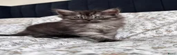 Siberian cats for sale: 4 Stunning Siberian X Norwegian Forest Kittens🐾   - Advert 3