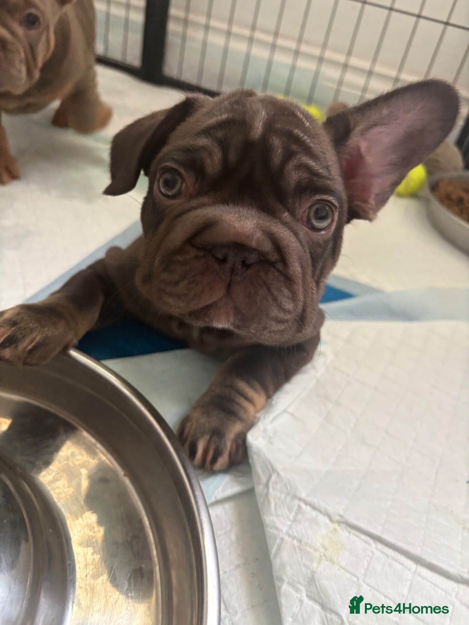 French Bulldog dogs ❤️REDUCED!READY TO LEAVE French-bulldog puppies ❤️ - Advert 1