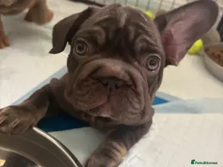 French Bulldog dogs ❤️REDUCED!READY TO LEAVE French-bulldog puppies ❤️ - Advert 1