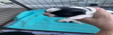 Zuchon 2