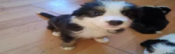 Mixed Breed dogs for sale: Beautiful Bordernese  - Advert 26