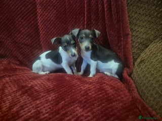 Jack Russell dogs 2 blue tri jack russel boy puppies - Advert 1