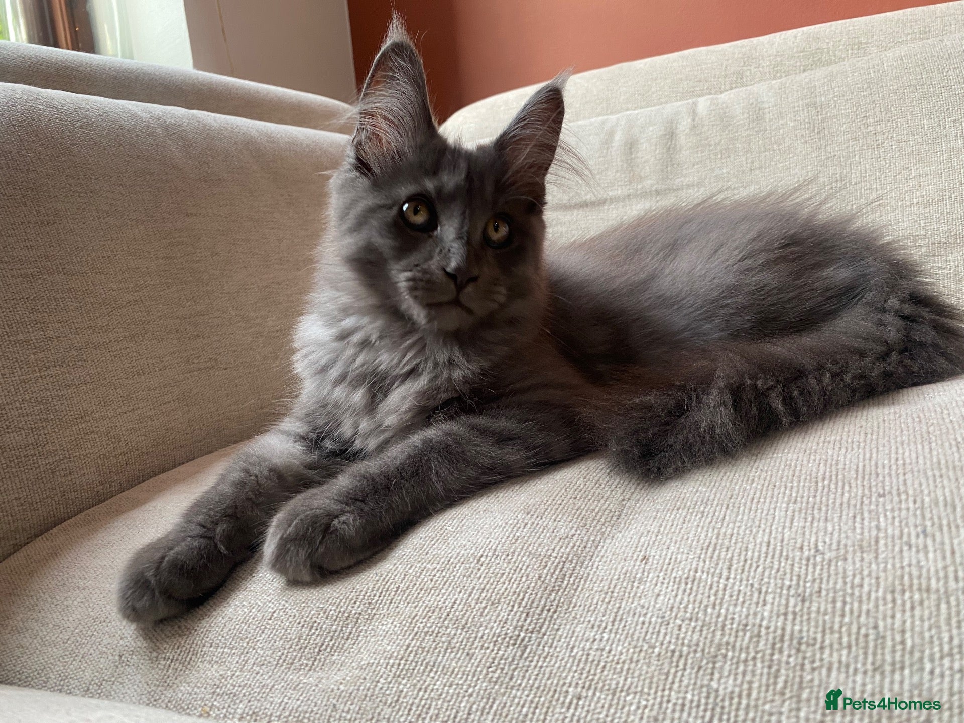 Maine Coon cats TICA Registered Maine Coon Kittens 1Male 2Females - Advert 1