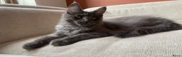 Maine Coon cats for sale: TICA Registered Maine Coon Kitten Female  - Advert 1
