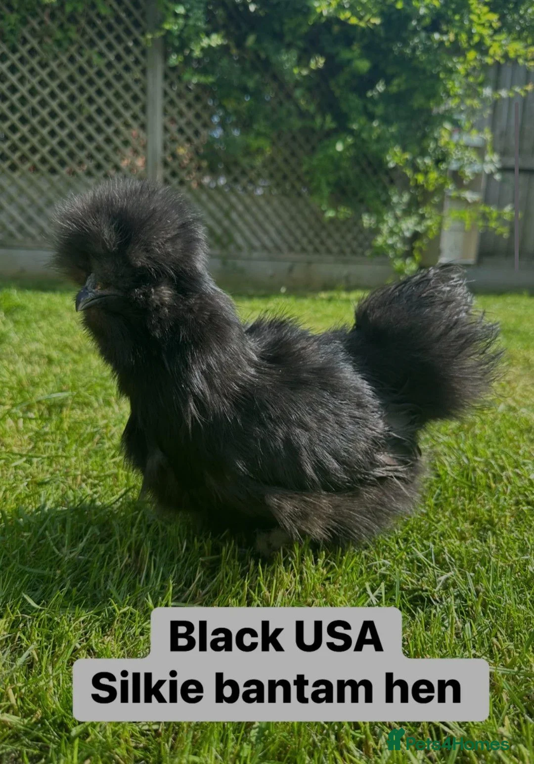 Chickens poultry for sale: Stunning USA silkie females  in Basildon - Advert 2