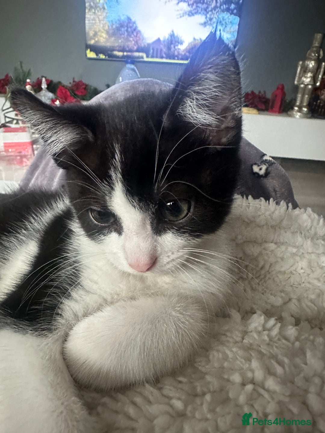 Mixed Breed cats for sale: Baby boy kitten for sale - Advert 6