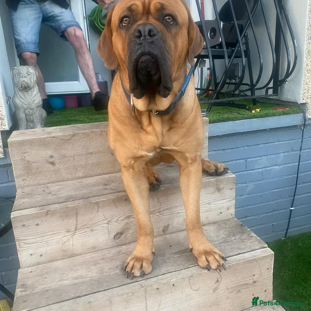 Dogue De Bordeaux dogs for stud: DOGUE DE BORDEUX STUD  in Glasgow - Image 6
