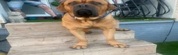 Dogue De Bordeaux dogs for stud: DOGUE DE BORDEUX STUD  in Glasgow - Advert 6