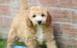 Cockapoo dogs for sale: Beautiful F1 Cockapoo puppies for sale - Image 10