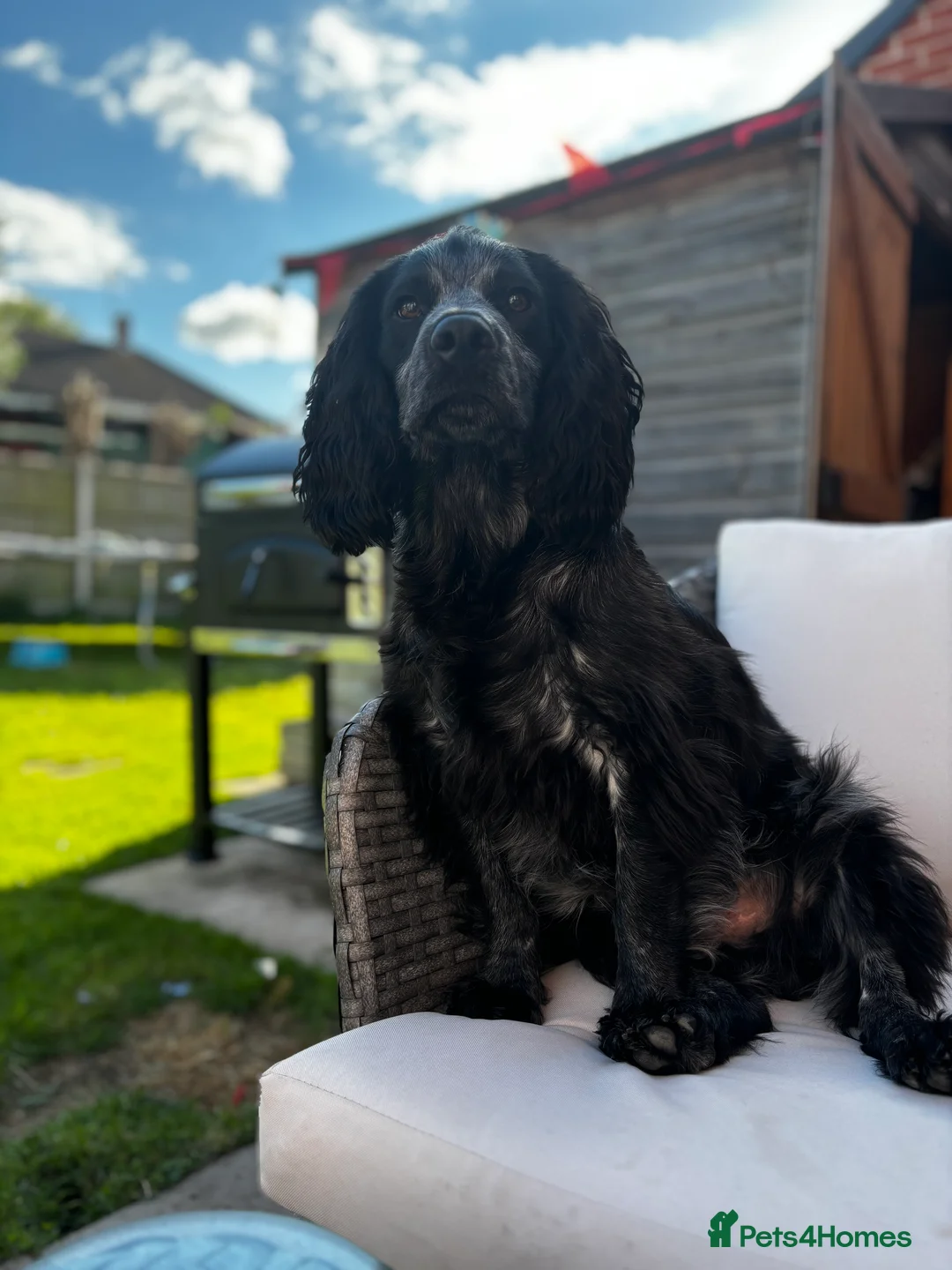 Cocker Spaniel dogs for stud: PROVEN KC Registered Roan Cocker Spaniel for Stud  - Advert 2