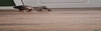 Miniature Dachshund Puppy 3