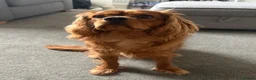 Cavalier King Charles Spaniel dogs for sale: 9 month old King Charles - Advert 8