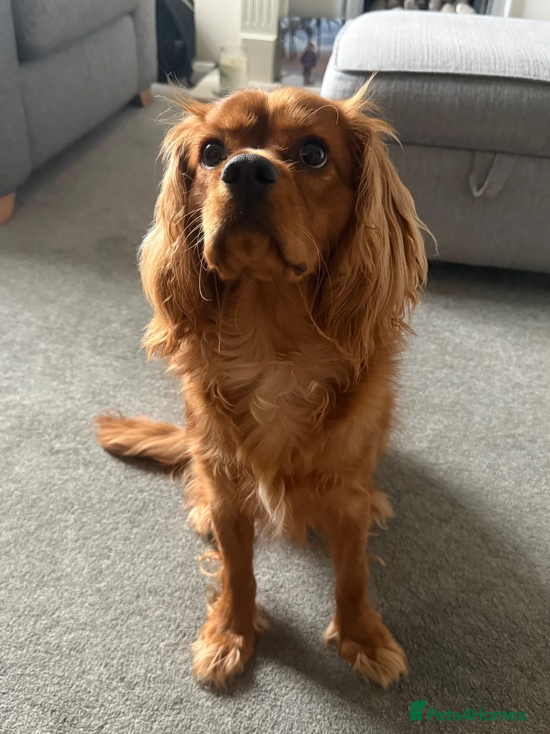 Cavalier King Charles Spaniel dogs for sale: 9 month old King Charles - Advert 8